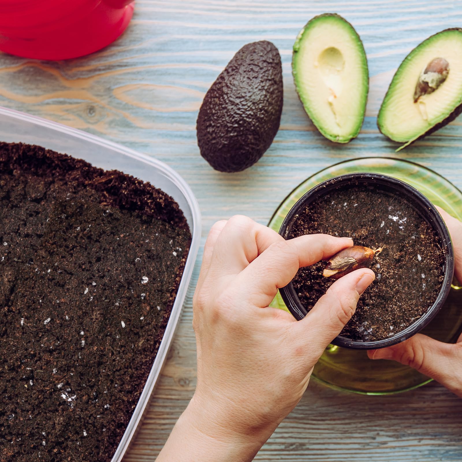 Doter Avocado Soil Mix 1qt with visible perlite enhances drainage and aeration.