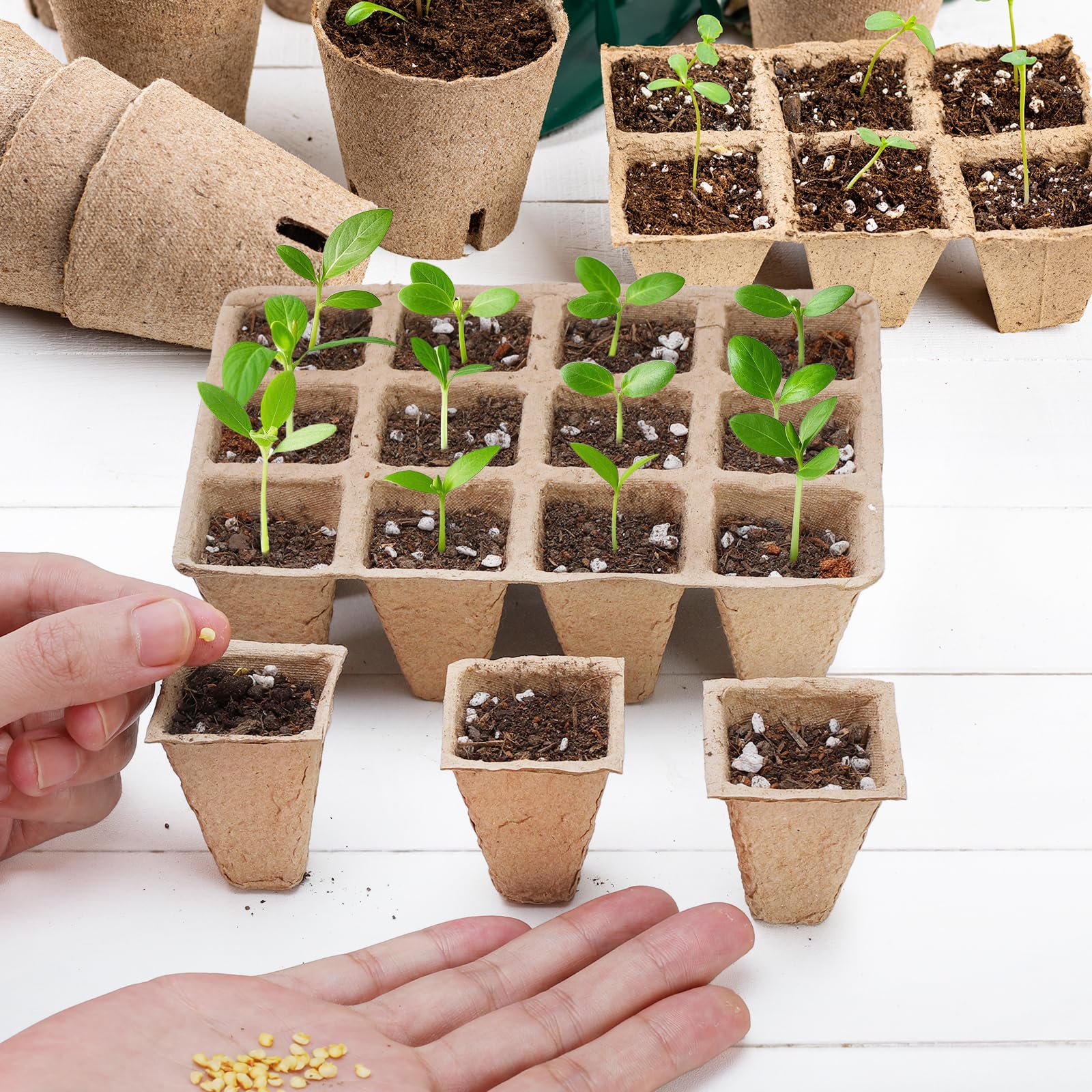 Doter biodegradable seedling tray 120 cells demonstrates eco-friendly materials.