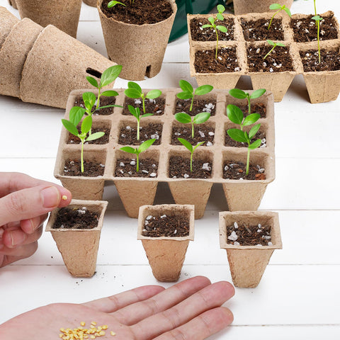 Doter biodegradable seedling tray 120 cells demonstrates eco-friendly materials.