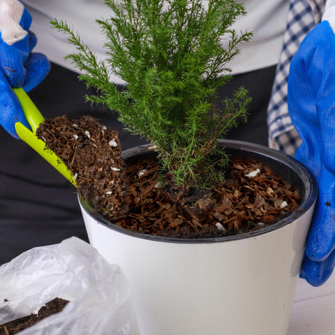 Doter Bonsai soil mix promoting root airflow and vigor.