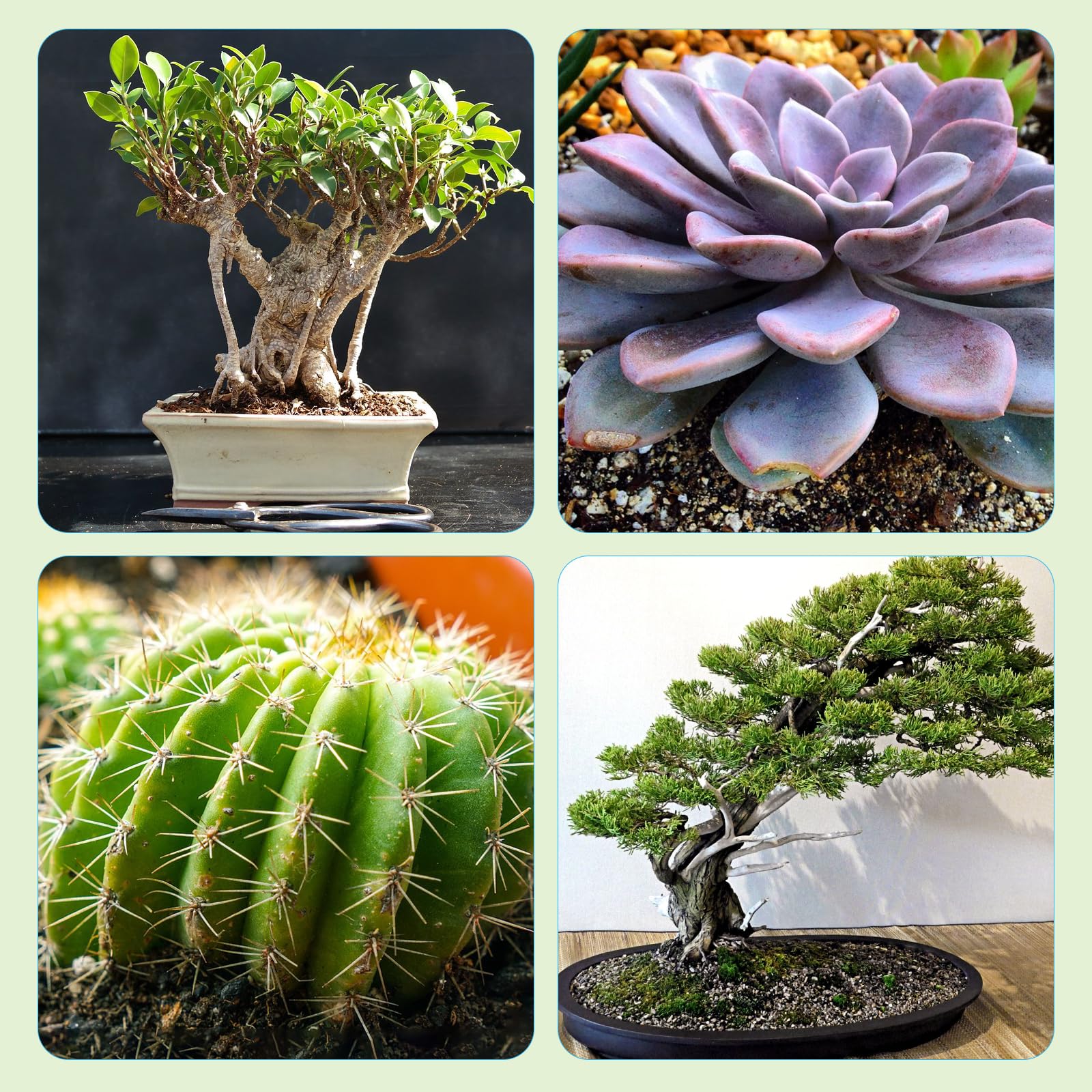 Doter Bonsai Soil Mix indoor-outdoor versatility — suitable for various bonsai