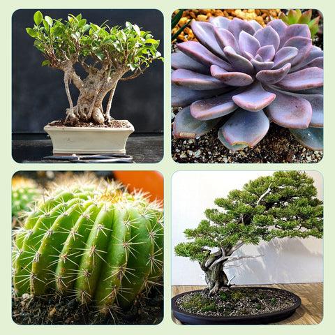 Doter Bonsai Soil Mix indoor-outdoor versatility — suitable for various bonsai