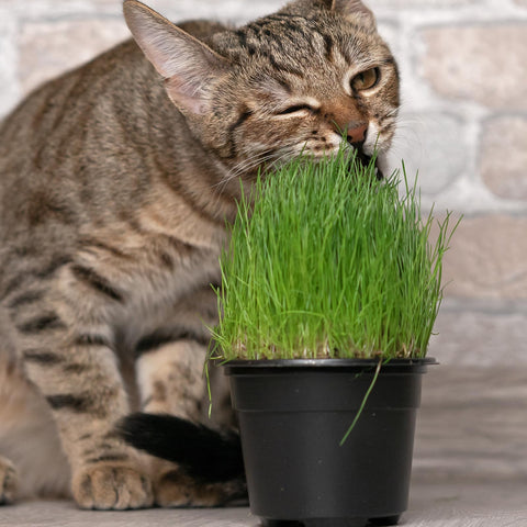 Doter coconut-coir aeration-moisture provides breathable roots and steady hydration.
