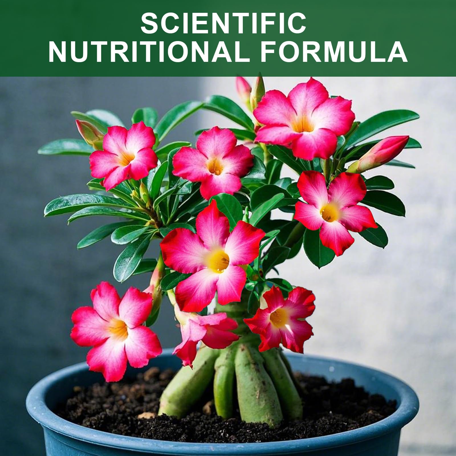 Doter Soil in an indoor pot shows dual environment adaptability for indoor plants.