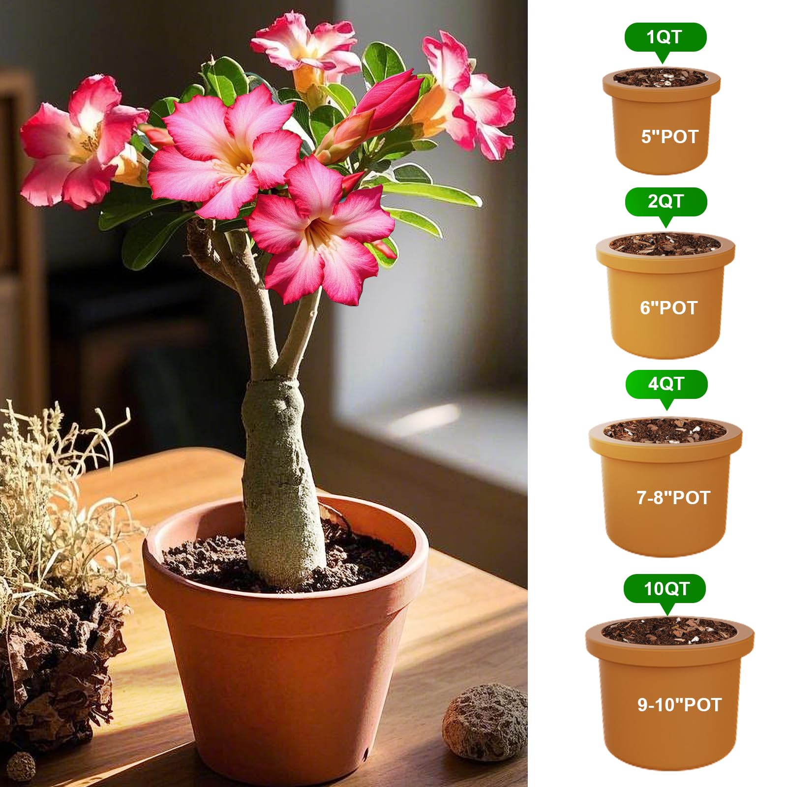 Doter Desert Rose Soil enrichment visuals promise nutrient-rich support for succulents.