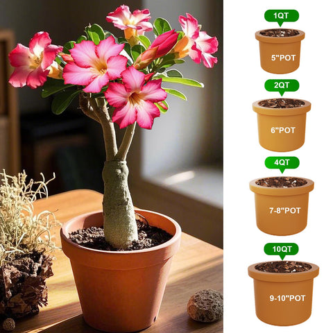 Doter Desert Rose Soil enrichment visuals promise nutrient-rich support for succulents.