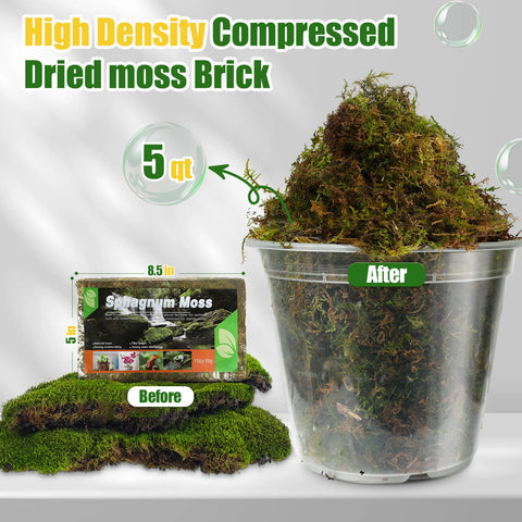 Doter dried forest moss close-up reveals plush texture and moisture-friendly fibers