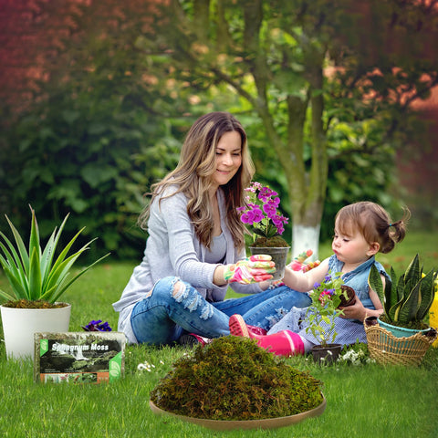 Doter dried forest moss used as decorative mulch for garden beds