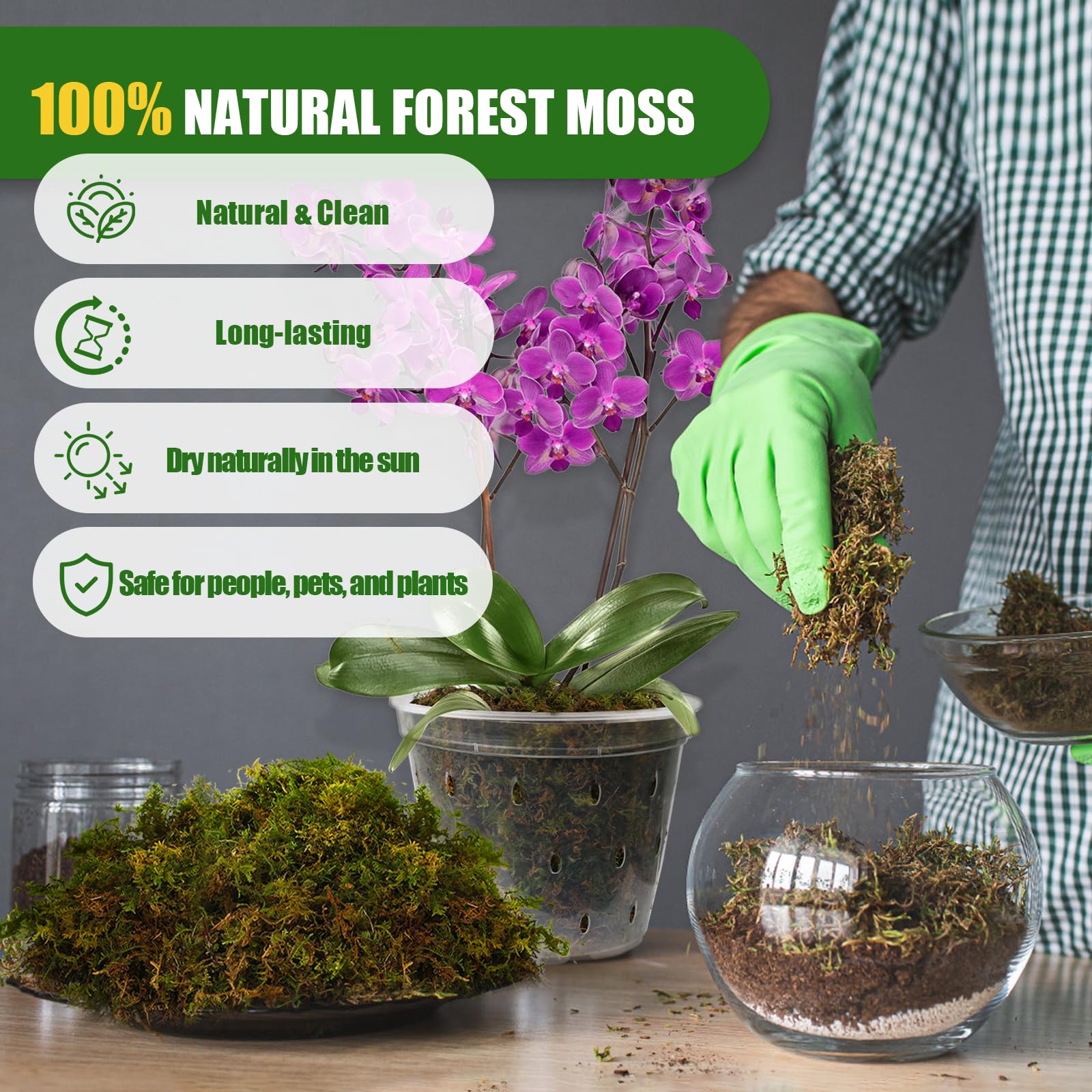 Doter dried forest moss with orchids supports moisture balance for healthy roots