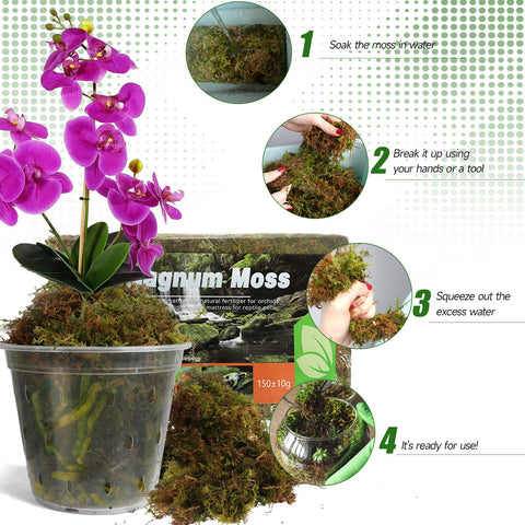 Doter dried forest moss in reptile terrarium provides soft substrate and humidity