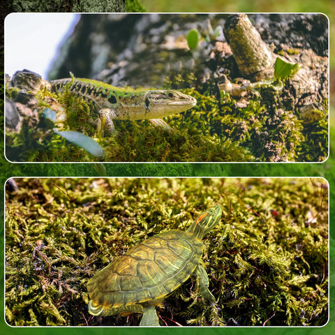 Doter dried forest moss with succulents improves drainage and soil porosity