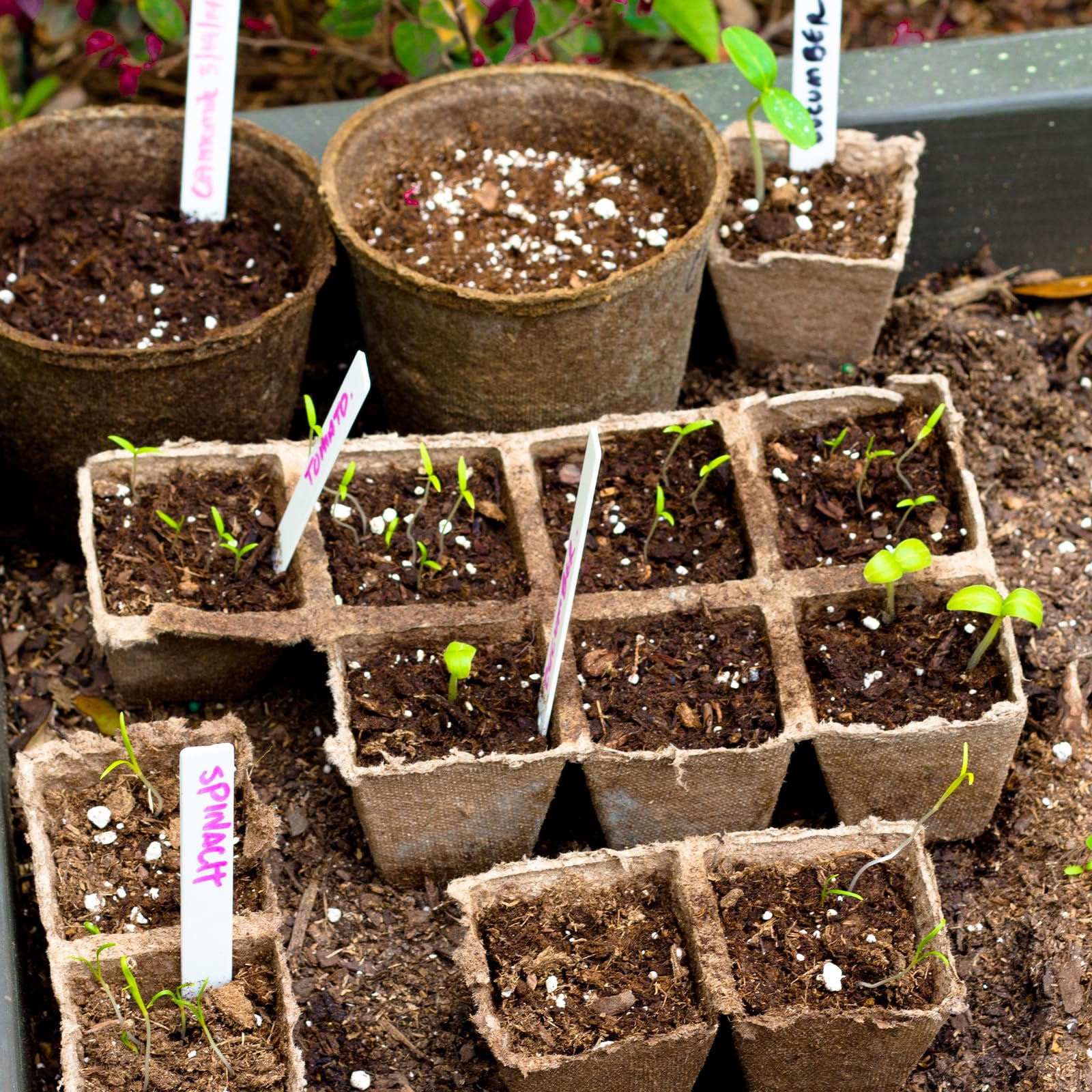 Doter eco-friendly packaging for seedling trays appeals to green gardeners.