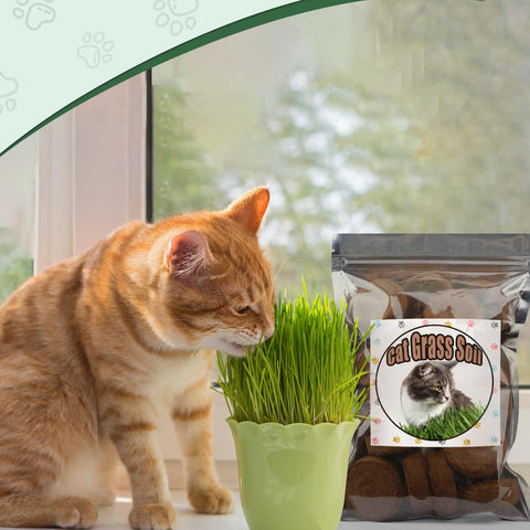 Doter indoor-herbs disc-basil and mint nurtures flavorful, pesticide-free kitchen herbs.