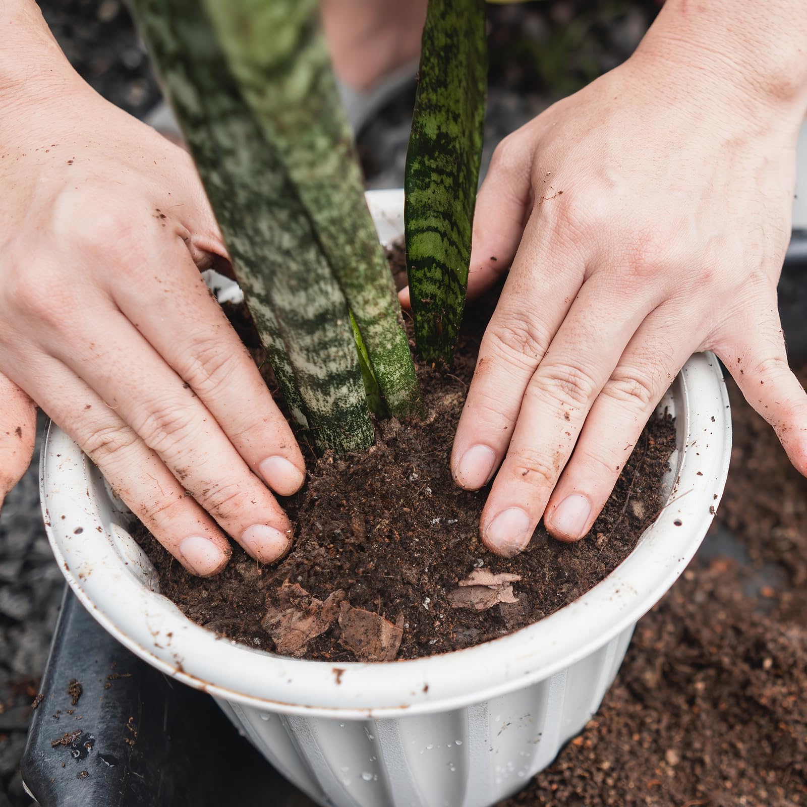 Doter soil mix is versatile for varied planters and indoor spaces.