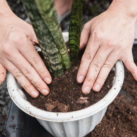 Doter soil mix is versatile for varied planters and indoor spaces.