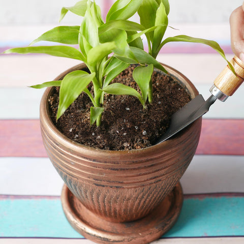 Doter mix promotes healthy growth and lush green foliage.