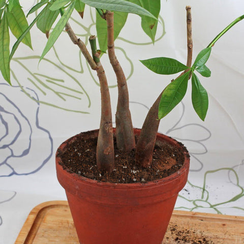 Doter Money Tree indoor drainage setup supports proper moisture management