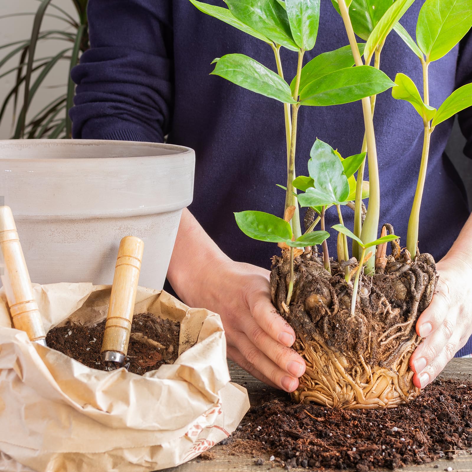 Doter Money Tree organic compost-rich content emphasizes nutrient foundation