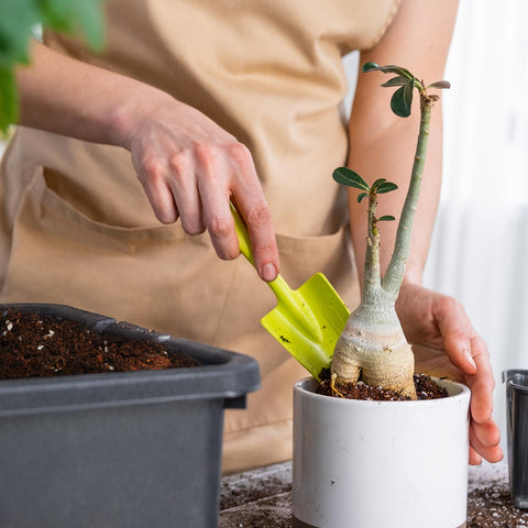 Doter money-tree-potting-mix-indoors-1qt ideal for healthy indoor money trees.