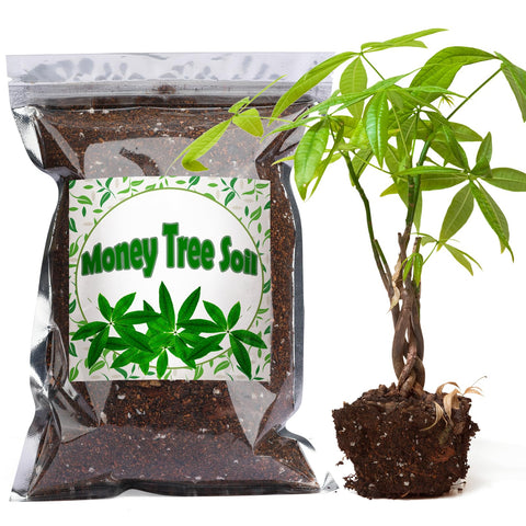Doter Money Tree Soil Mix 2qt bag enhances indoor potting and growth