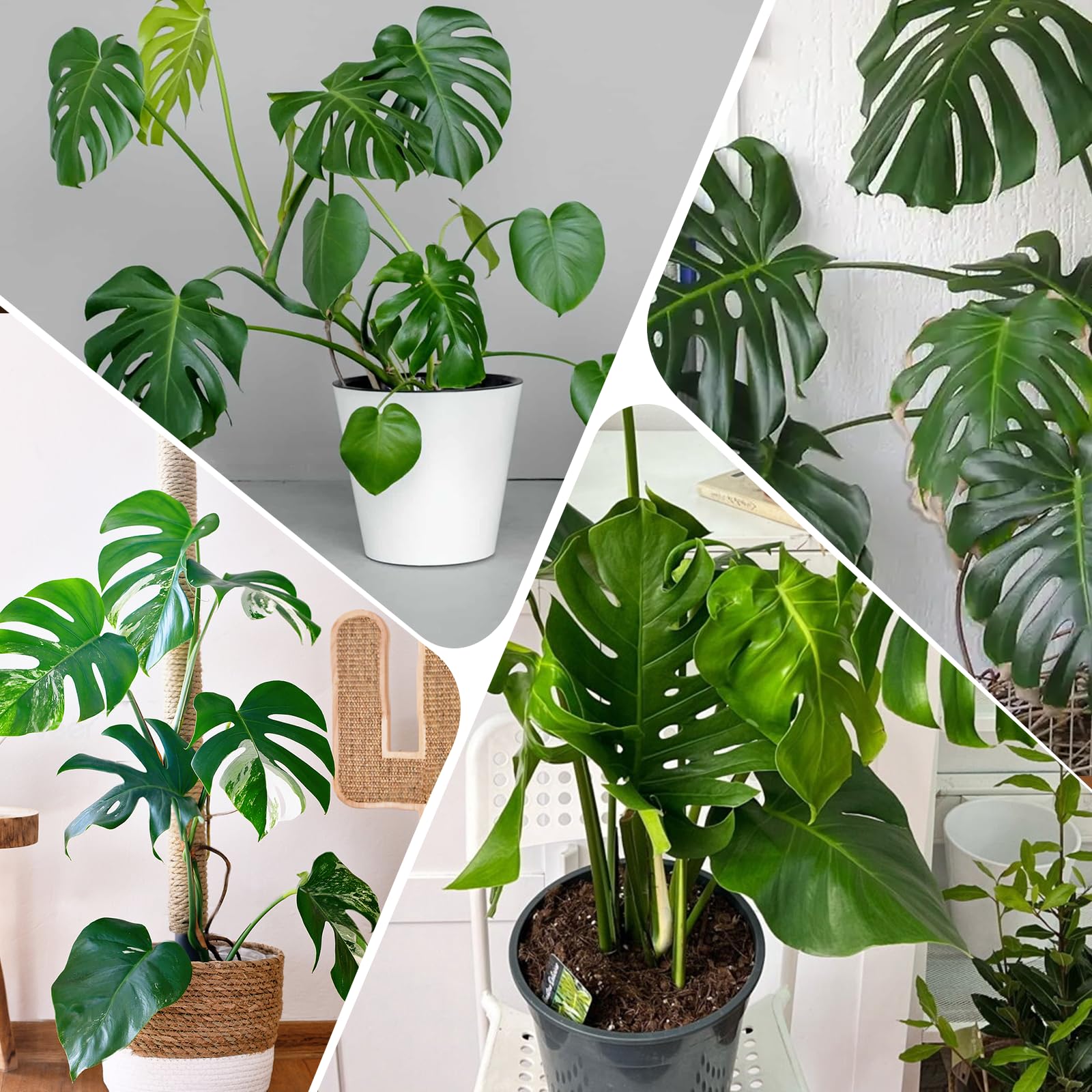 Doter Monstera Potting Soil slow-release nutrients provide steady feeding