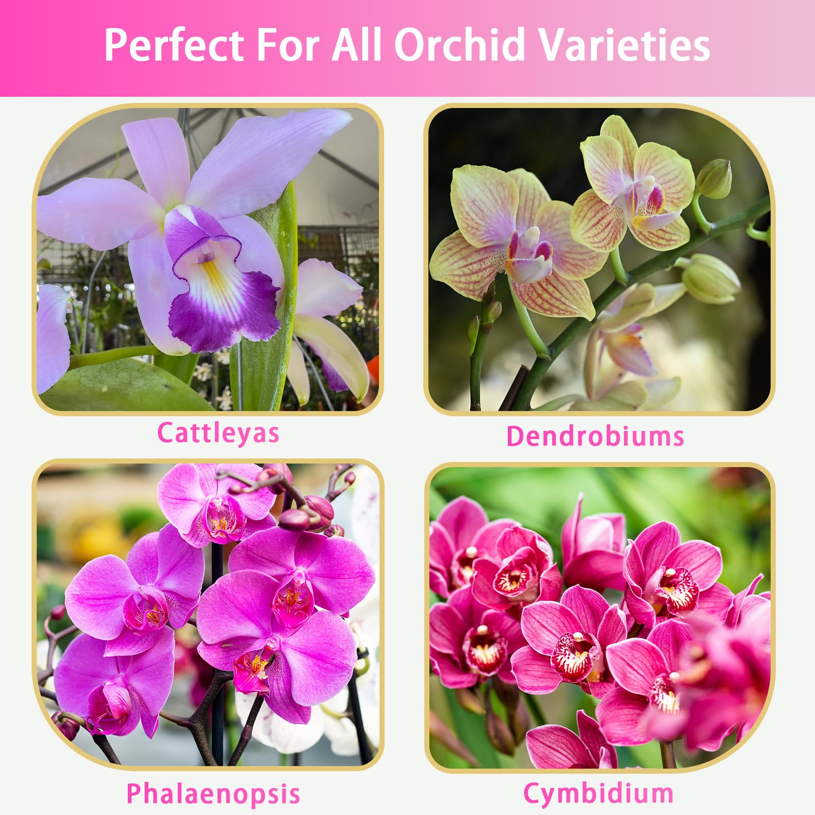 Doter orchid pH-balanced soil fosters steady growth and blooms.