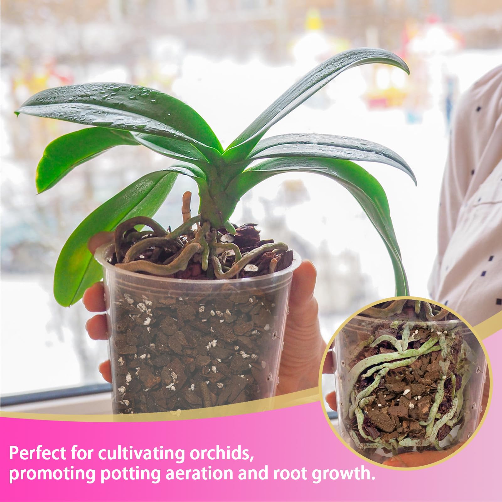 Doter orchid pine bark detail highlights slow decomposition and durability.