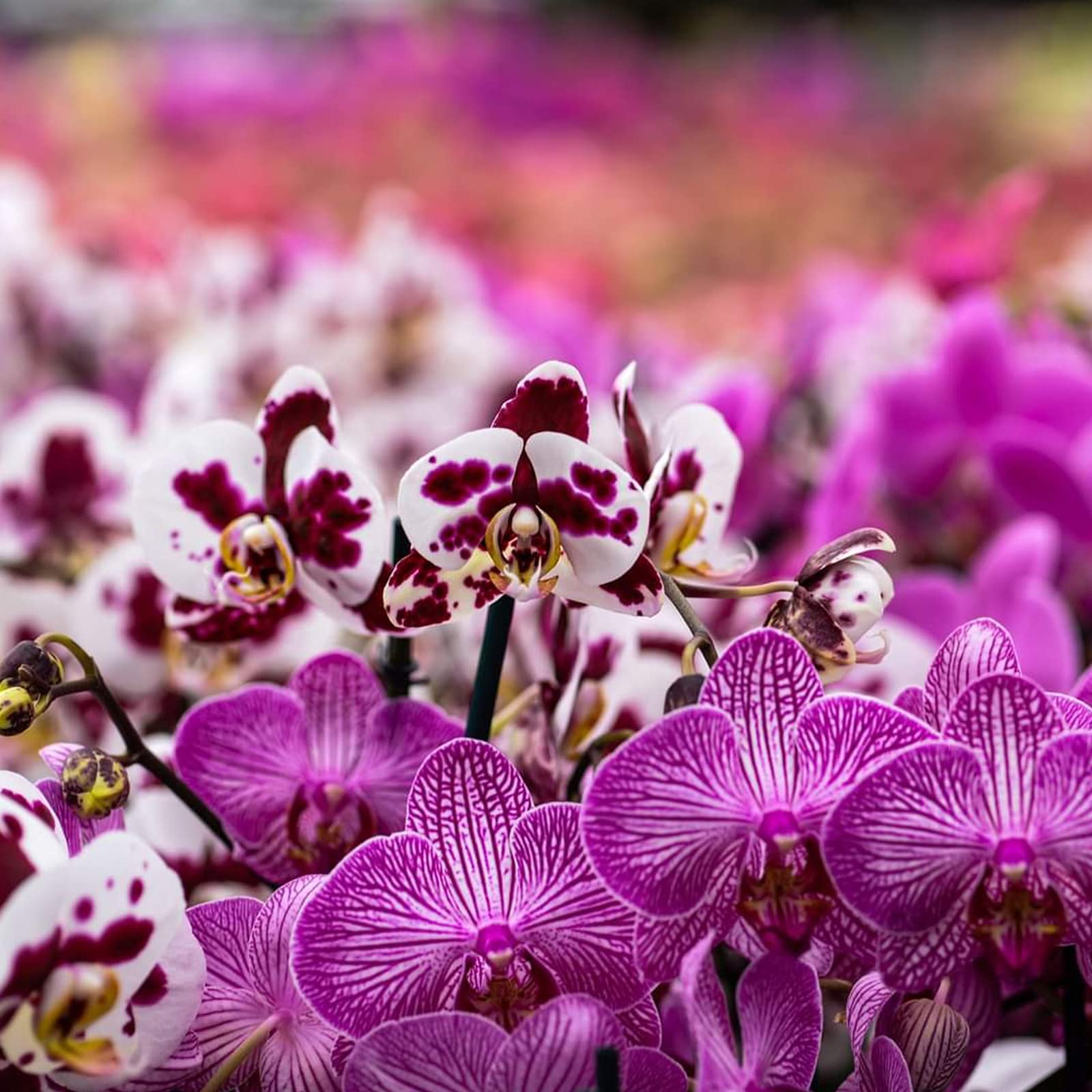 Doter orchid potting mix ideal for repotting nursery orchids.