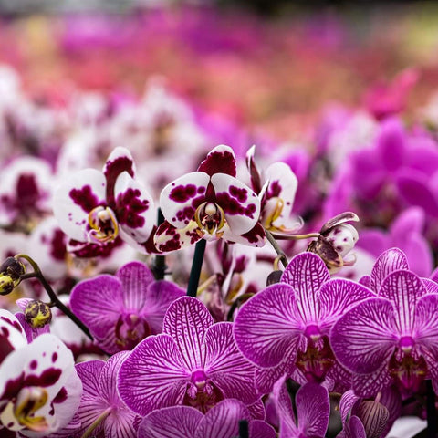 Doter orchid potting mix ideal for repotting nursery orchids.