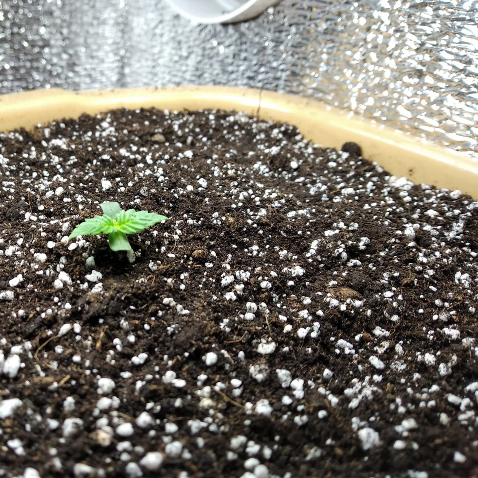Doter Organic Perlite porous structure image communicates prevention of soil compaction in pots.