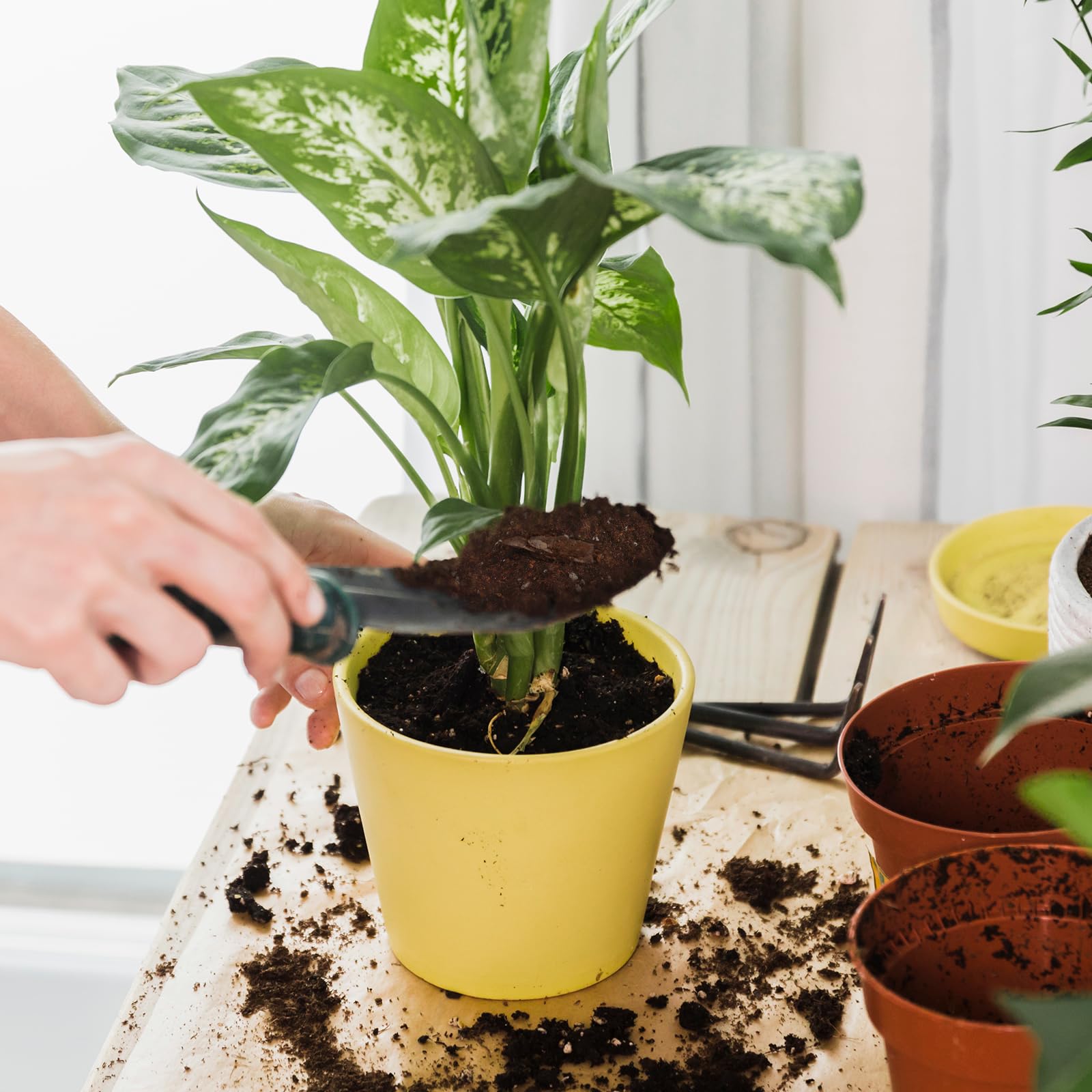 Indoor pothos thriving with this soil mix in a home environment