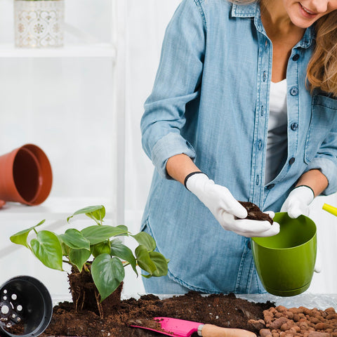 pH balanced formula supports pothos preferred growth range