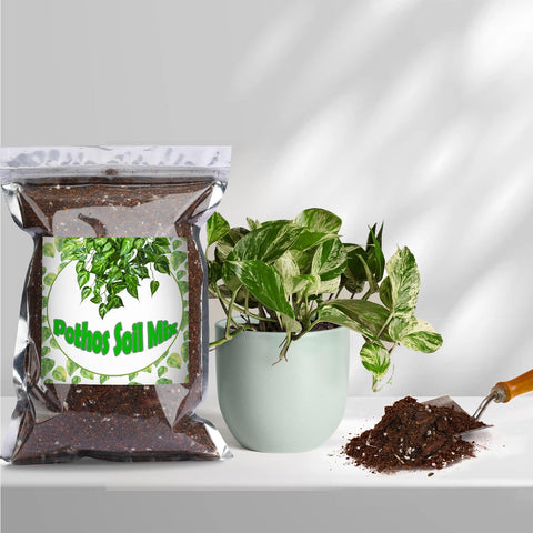 Worm castings enrich soil for pothos growth and vitality