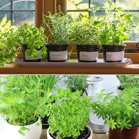Doter soil helps flowering plants thrive in containers