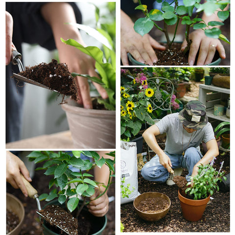Doter soil supports herb garden setups in compact pots