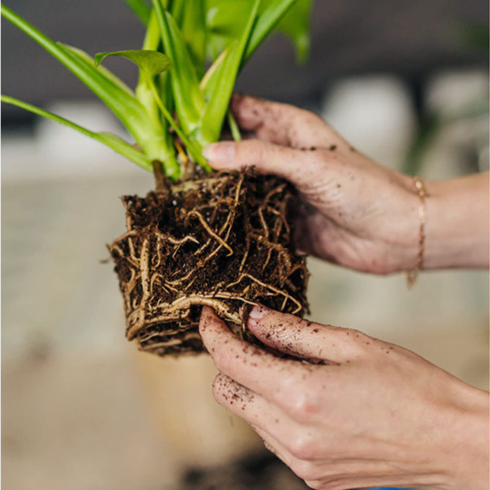 Doter peat moss used with carnivorous plants in a terrarium setting