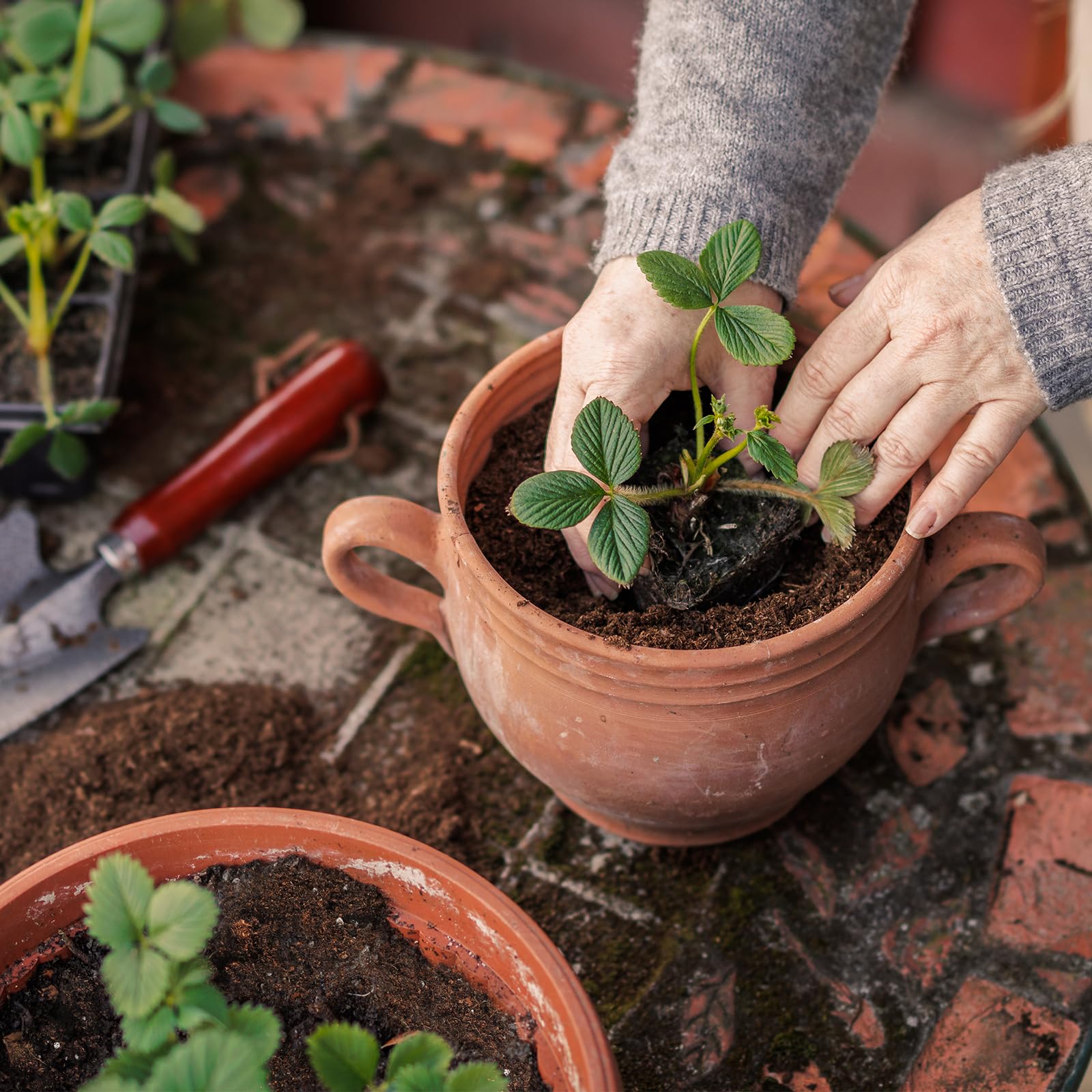 Doter Organic Strawberry Soil Mix 2qt hand-apply for effortless planting.
