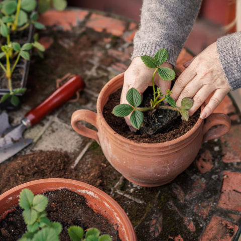 Doter Organic Strawberry Soil Mix 2qt hand-apply for effortless planting.