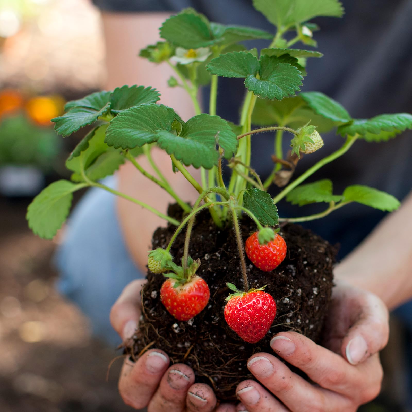 Doter Organic Strawberry Soil Mix 2qt harvest-ready strawberries look healthier.