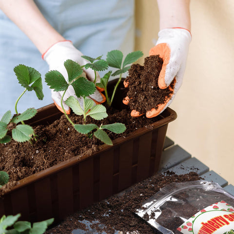 Doter Organic Strawberry Soil Mix 2qt pH-balance support for optimal growth.