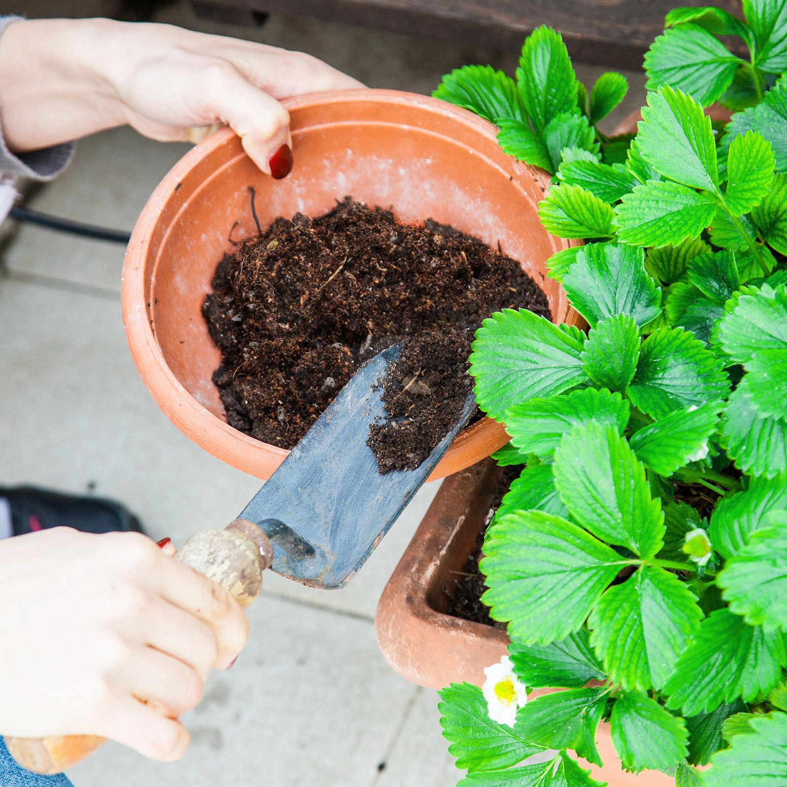 Doter Organic Strawberry Soil Mix 2qt slow-release-nutrients for sustained feeding.