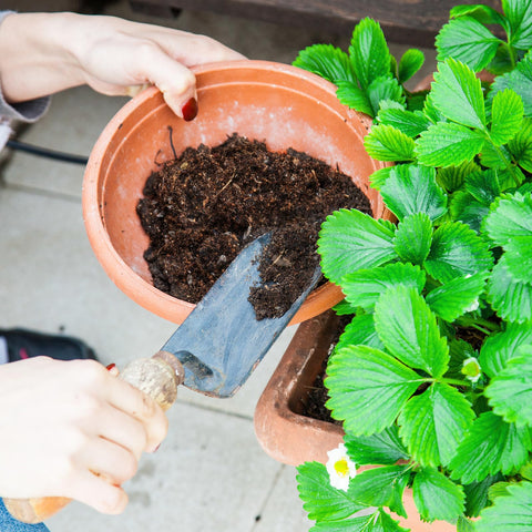 Doter Organic Strawberry Soil Mix 2qt slow-release-nutrients for sustained feeding.