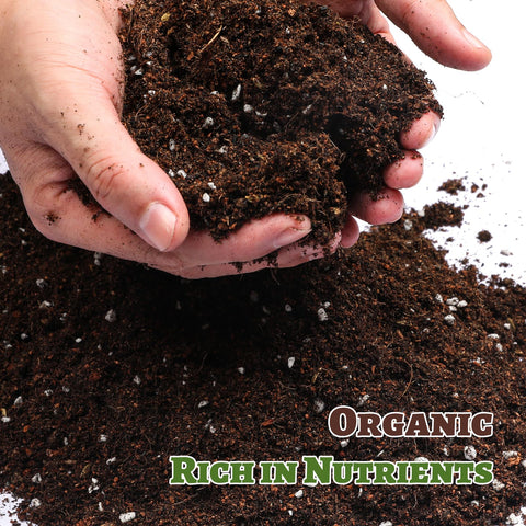 Doter Organic Strawberry Soil Mix 2qt soil-texture close-up showing aeration.
