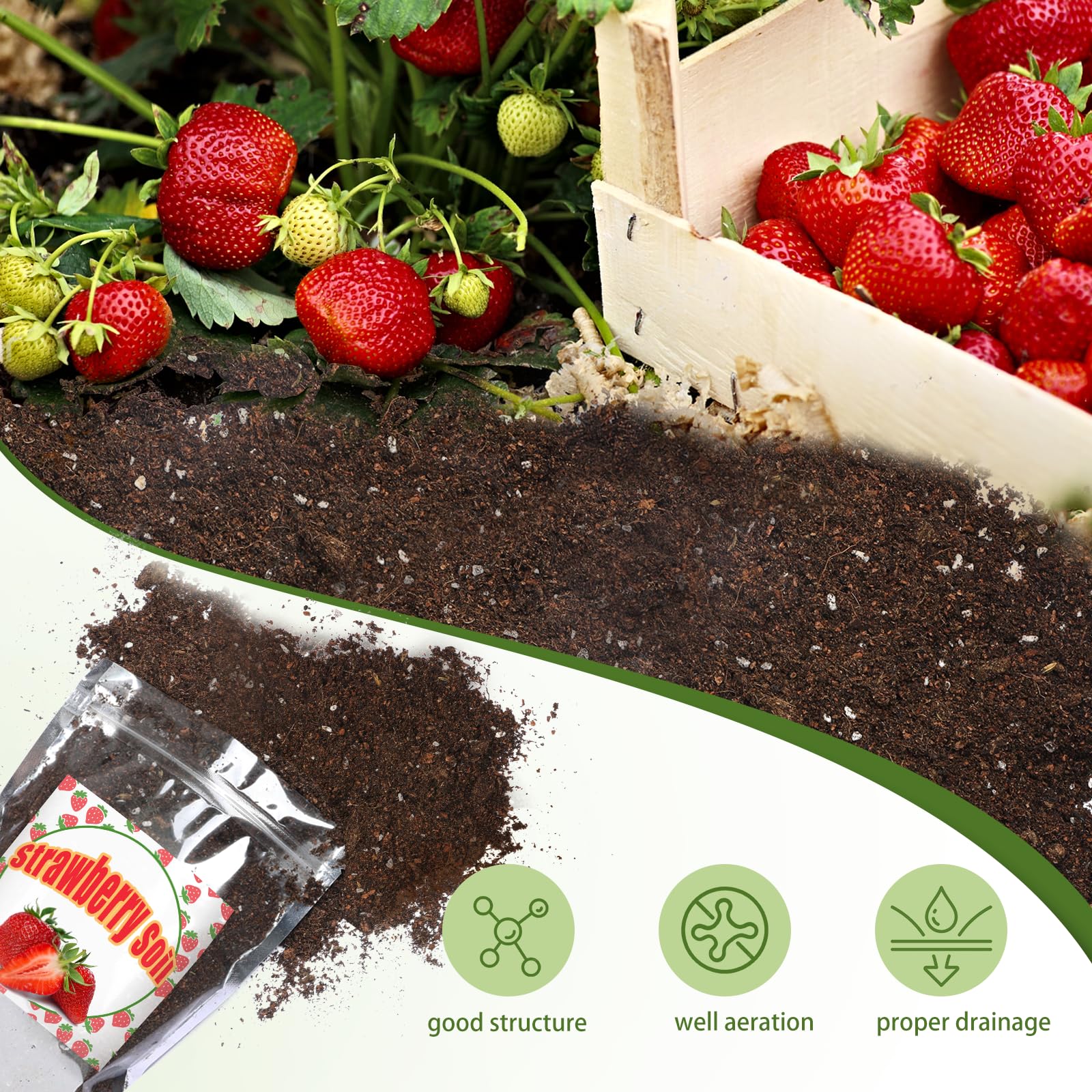 Doter Organic Strawberry Soil Mix 2qt strawberry-plant-growth in a healthy indoor pot.