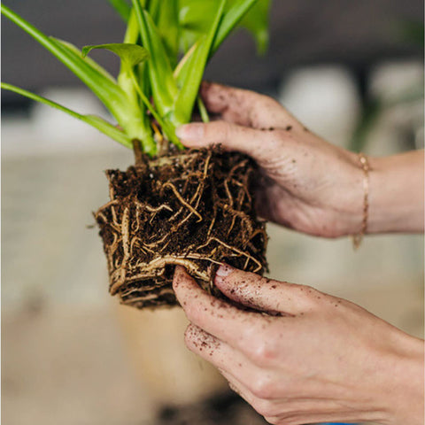 Doter peat moss for carnivorous plants in an acidic planting medium.