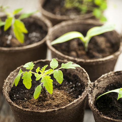 Doter peat moss for acidic-loving blueberries and strawberries in garden soil.