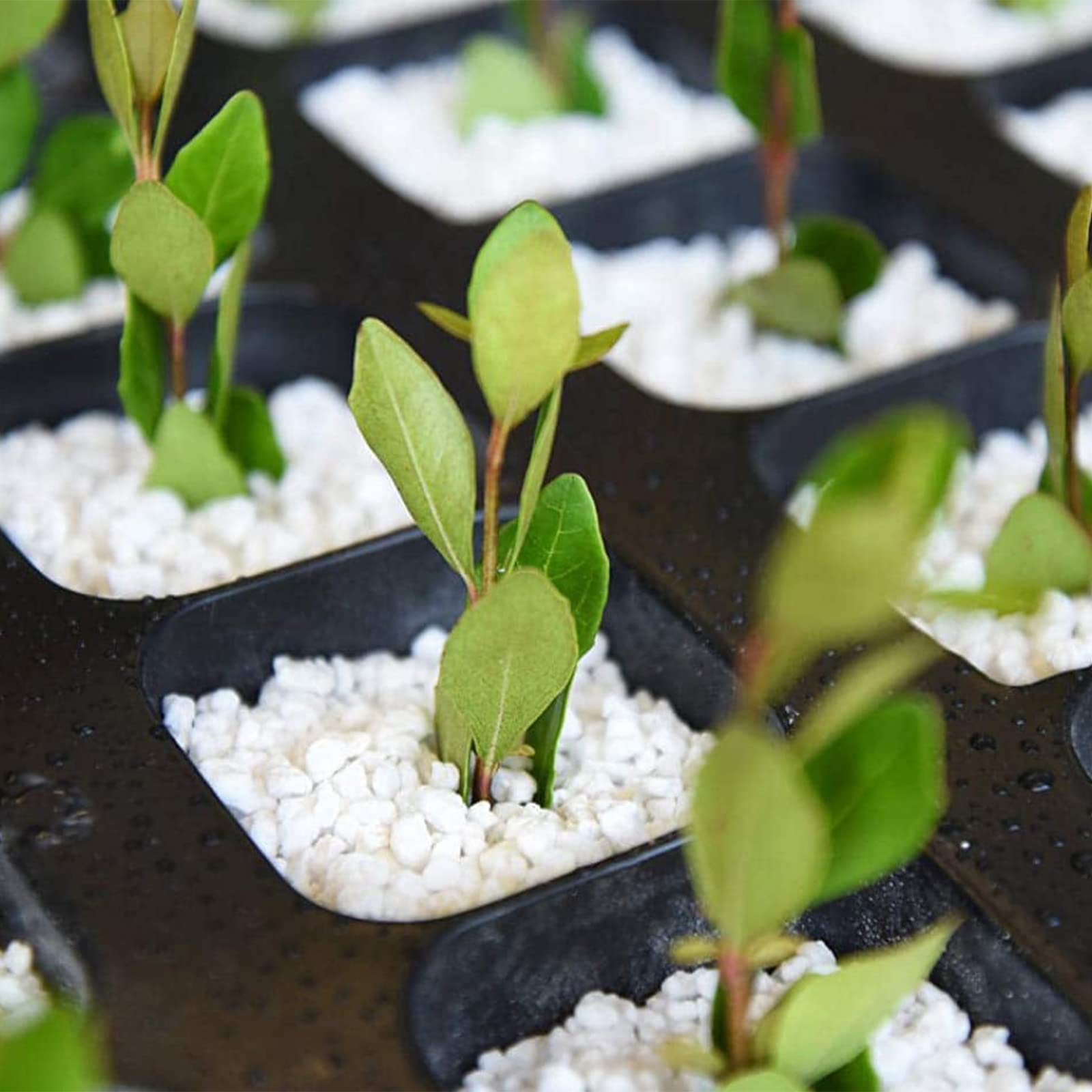 Doter Perlite prevents soil compaction, preserving root airflow.