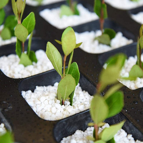 Doter Perlite prevents soil compaction, preserving root airflow.