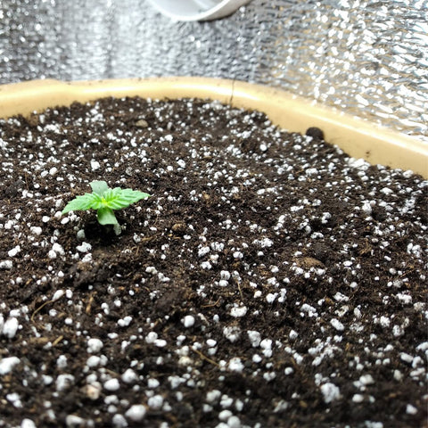 Doter Perlite prevents soil compaction keeping roots loose.