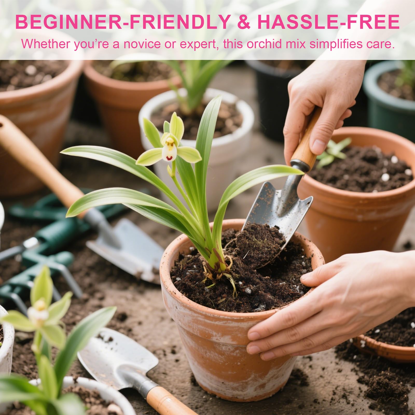 Dendrobium orchid shown in well-drained soil for healthy roots.